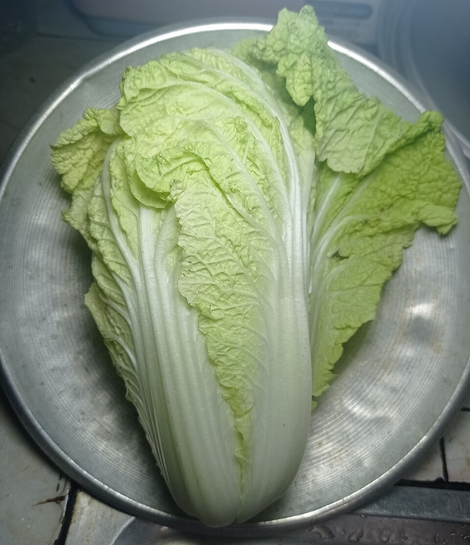大白菜(repollo chino / hakusai):长椭圆、白帮包心