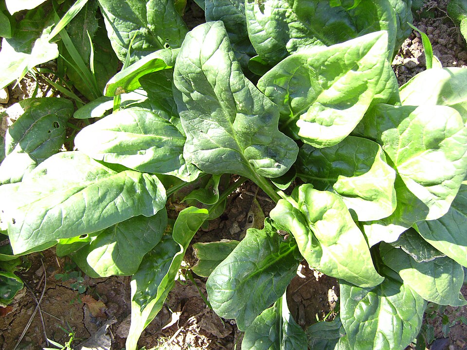 菠菜(espinaca):叶片柔软、叶柄细