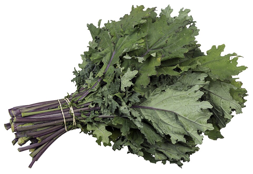 羽衣甘蓝(kale):叶缘皱缩,梗硬,需要按摩或久烤